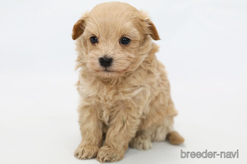 成約済の神奈川県のマルプー:マルチーズ×トイプードル-349633の2枚目